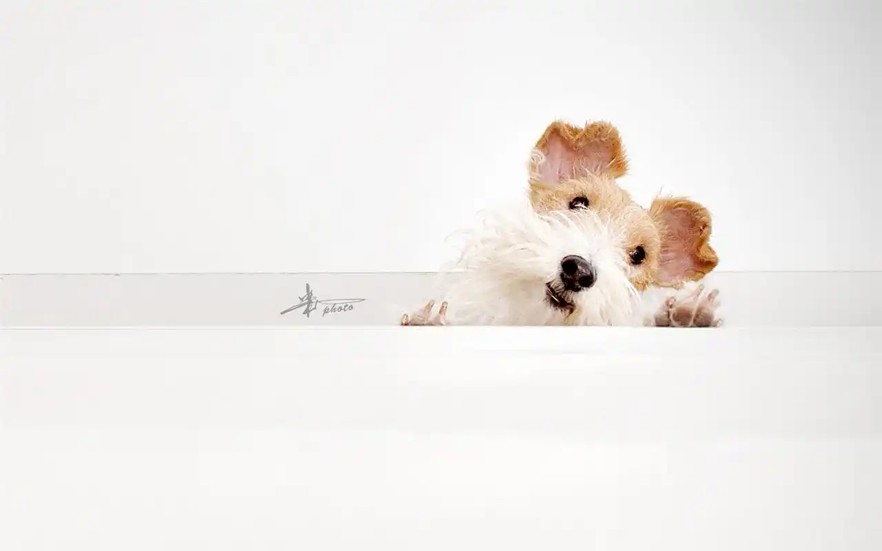 萌萌哒的萌宠狗狗桌面壁纸高清大图预览1680x1050_动物壁纸下载_美桌