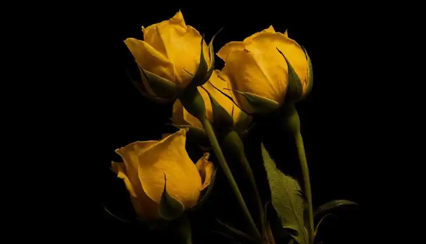 ins风冷淡浓郁黄玫瑰