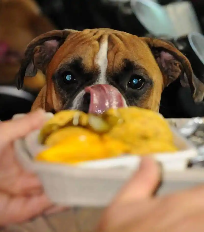 最让狗狗感到"兴奋"的5件事,你家的对哪种表现得最强烈?