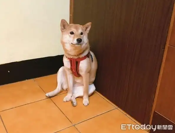 (图/粉专《我是柴犬-小倷》提供,请勿随意翻拍,以免侵权.