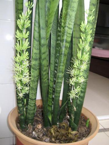 虎皮兰盆栽客厅