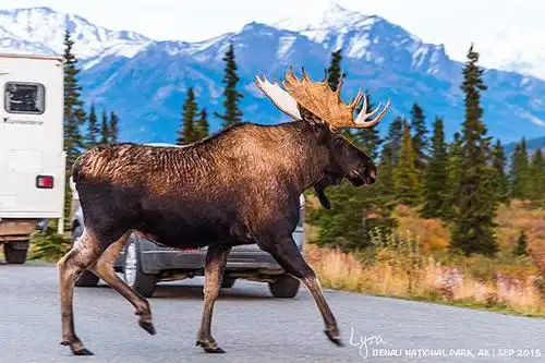 阿拉斯加.一只驼鹿悠然踱过马路.