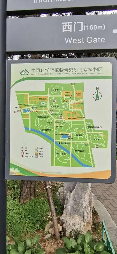北京植物园里赏王莲
