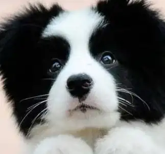 到犬舍买边牧要注意,别说这5句话,会被商家坑_纯种_价格_毛发