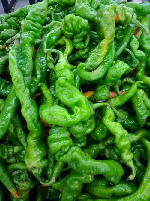 新鲜龙椒0.98元/斤