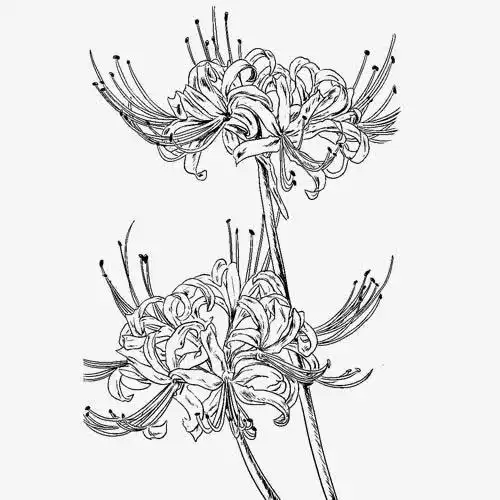 曼珠沙华花苞简笔画步骤