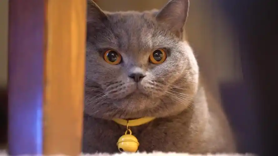 【英短蓝猫】露娜的日常.