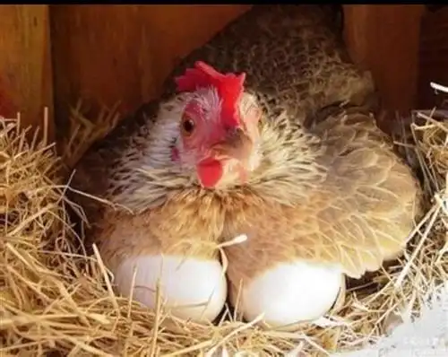 如今社会能借到钱的都是大爷借鸡生蛋挺好中天金融能借就好哥在言论