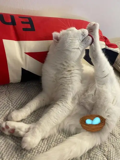 糯叽叽小猫英短半折耳