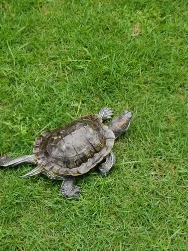 我们家养了一只可爱的小乌龟