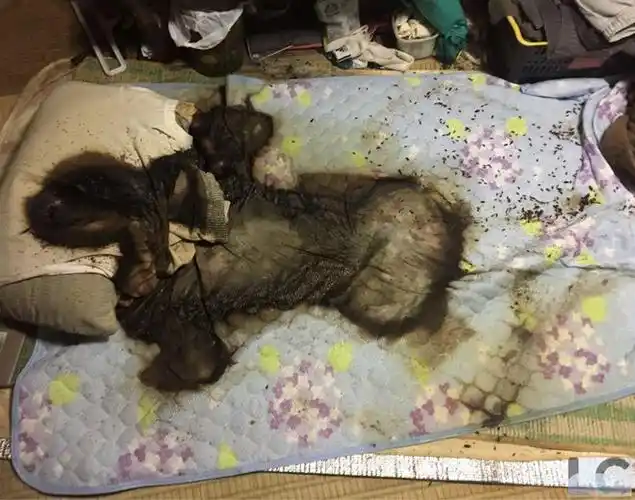 日本死亡清理人:专扫死过人的房子,尸体腐烂越严重收费越高|蛆虫_网易