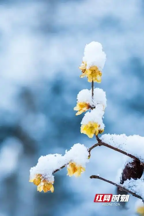 冬日邵阳雪中的腊梅