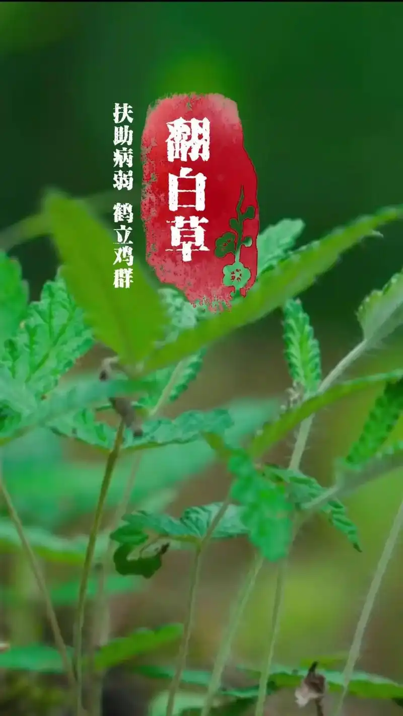 91翻白草,又名鸡角草,天藕根,是性喜温和湿润的气候,也耐贫 - 抖音