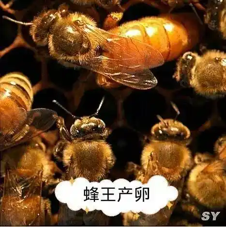 新蜂王多久才产卵