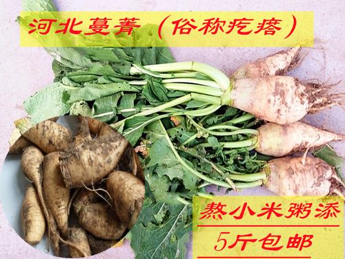 农家自种河北新鲜黄蔓菁芥菜疙瘩 蔬菜芜菁蛮茎大头菜5斤装包邮