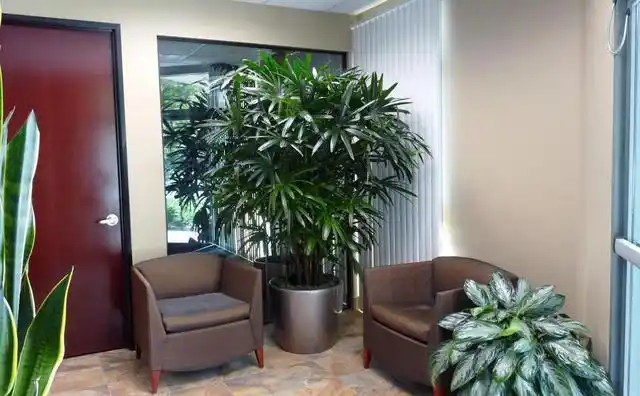 办公室摆放什么植物对自己有益!