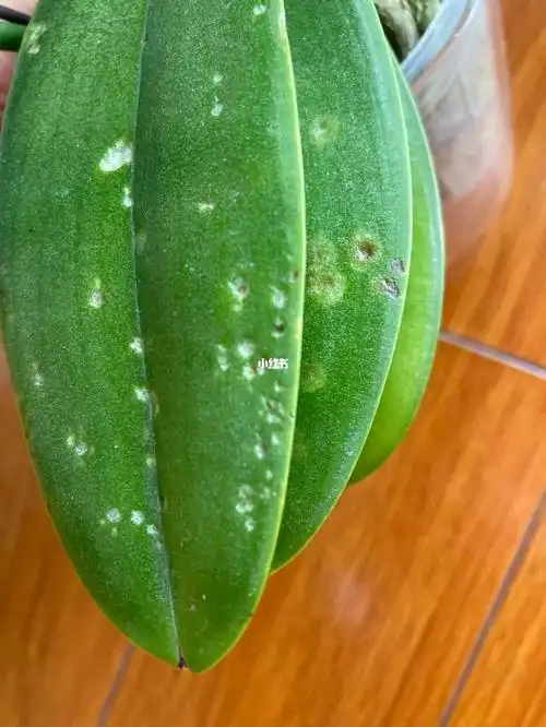 蝴蝶兰叶片怎么了