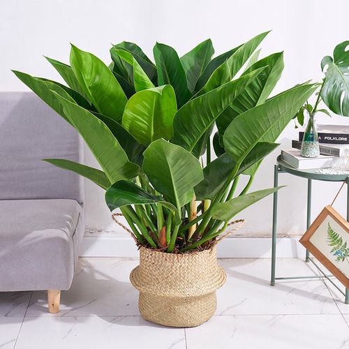 绿钻盆栽金钻绿宝石盆景花卉植物室内绿植大型客厅四季红钻花苗