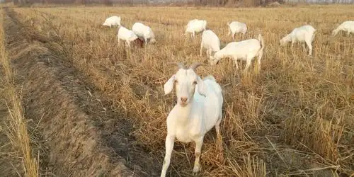 一个人,一座院,一群羊,一片林