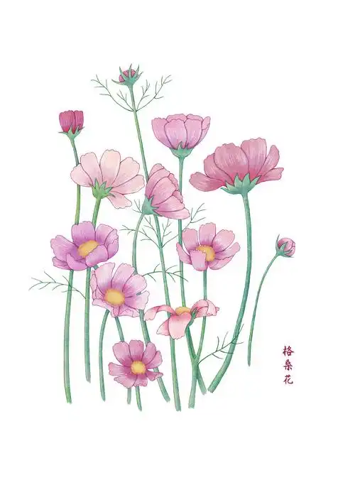 格桑花