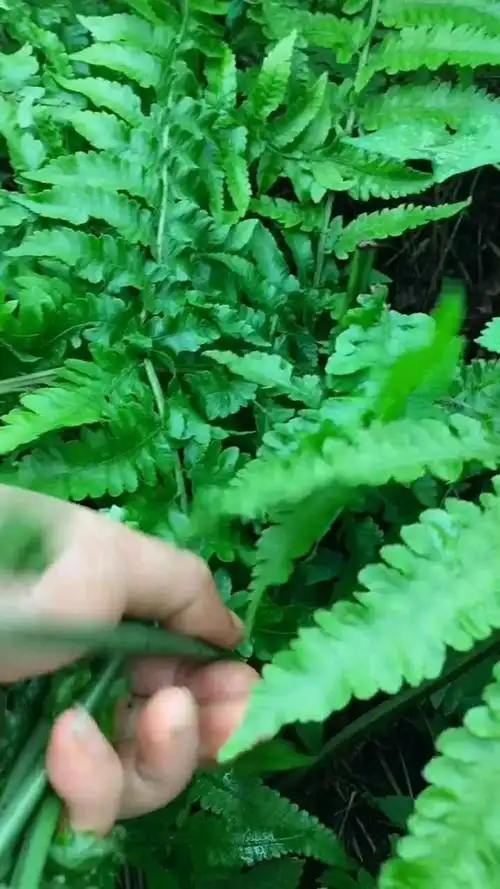 云南野生水蕨菜,是家乡的味道,是小时候的味道!