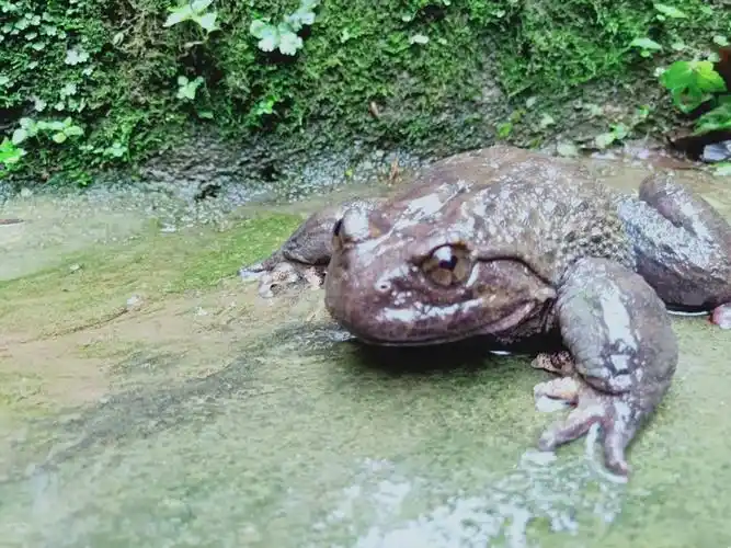 重庆惊现"山珍"美誉的石蛙