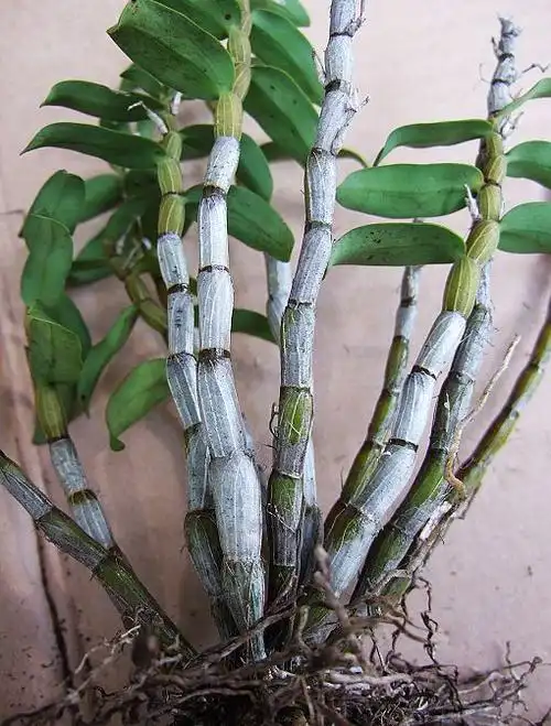 铁皮石斛特粗杆白条