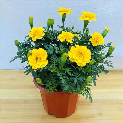 朵芮蜜万寿菊盆栽孔雀草非洲菊花耐寒耐热好养四季不断开花净化空气