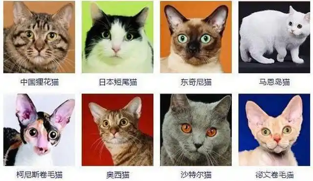 猫有哪些品种带图片名字