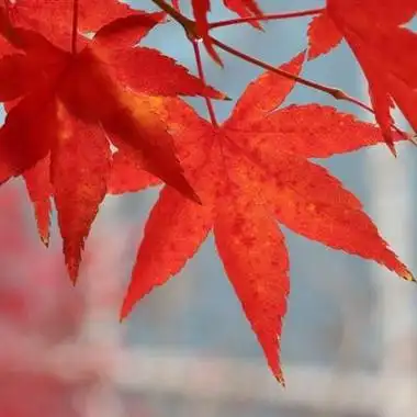 一片红叶微信头像图片大全 微信头像图片大全 -【爱个性】