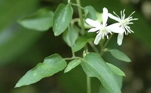 五大缓解痛风的中草药