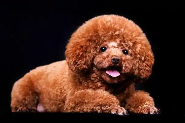 贵宾犬:多变造型与多才多艺的狗狗品种