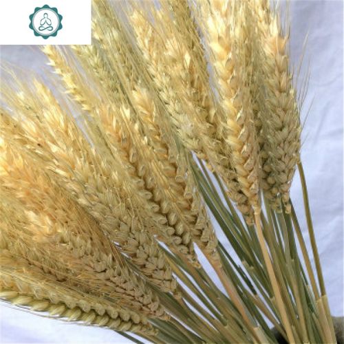 封后 金黄色麦穗1000支