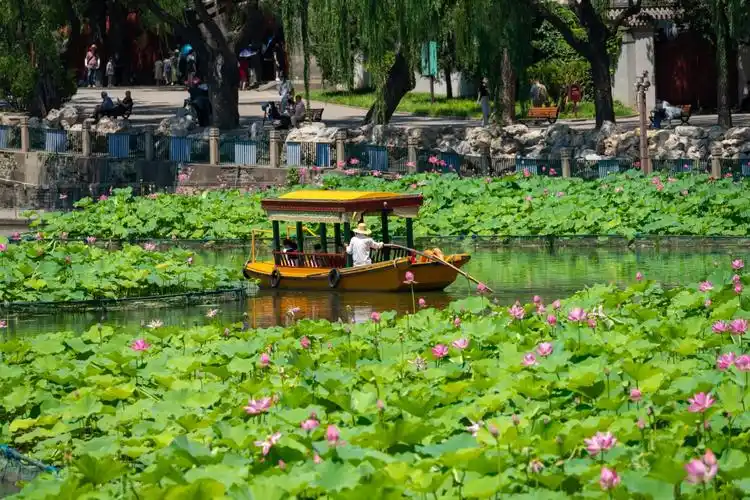 2021年7月8日,北京,北海公园荷花进入盛花期,呈现"荷花映白塔"美景.