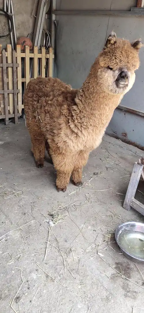 羊驼养殖场哪家好 武汉羊驼回收价格