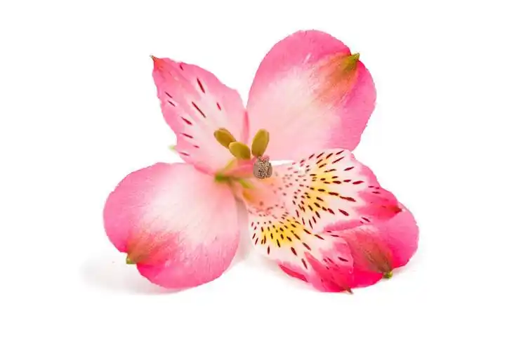 粉色,六出花属,花,白色背景_高清图片_全景视觉