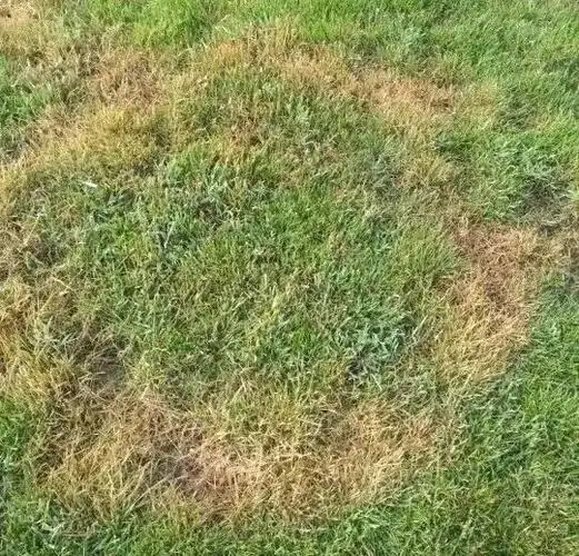 草坪褐斑病正在暴发,如何防病,治病?