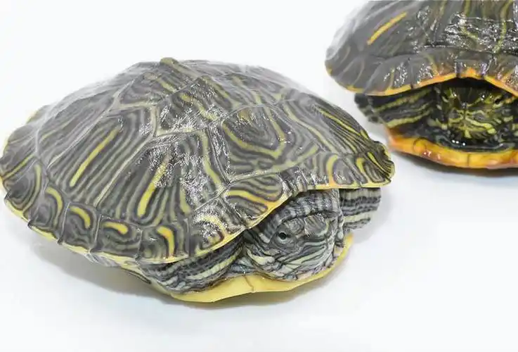 红耳宠物小乌龟苗活体观赏招财冷水黄金巴西龟