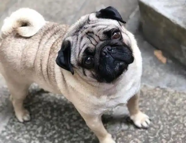 "又丑又萌"的巴哥犬,你对它感兴趣吗?