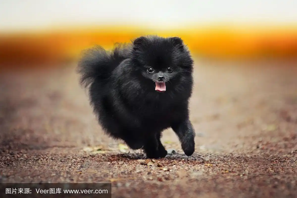 黑色博美犬在玩耍
