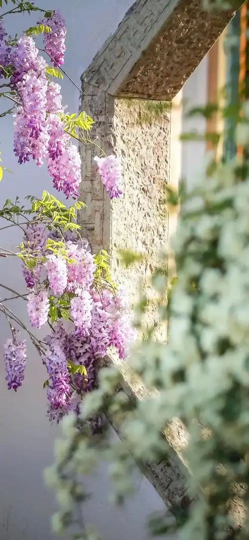 这里的紫藤花,开好了!