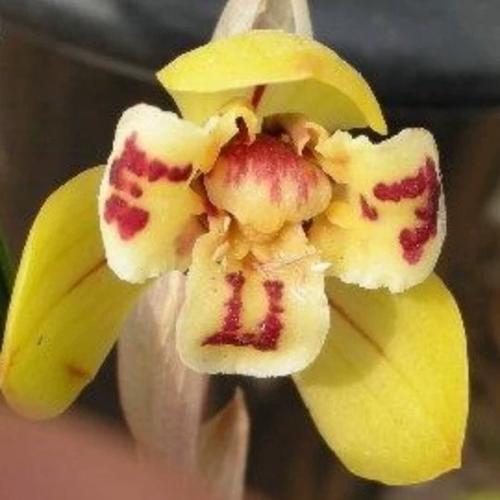 花兰花春兰带叶蝶黄花荷瓣黄荷三星蝶一苗为一件