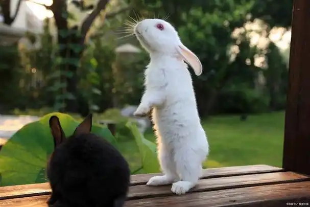 兔子的四条腿一样长吗?深入探讨它们的四条腿是否一样长