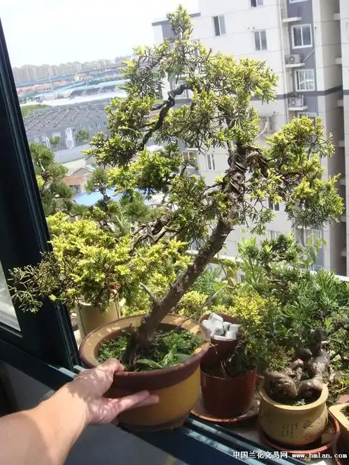 几盆黄金柏盆景