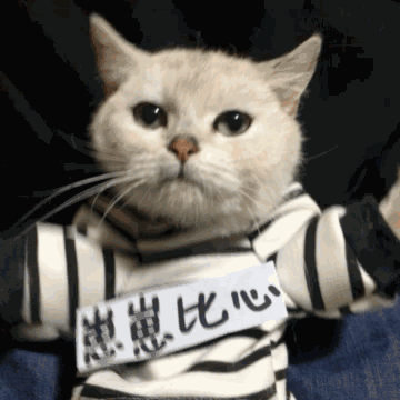 崽崽比少(猫咪)_猫咪_比少表情