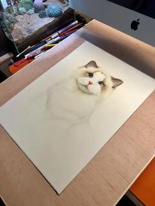 彩铅动物布偶猫