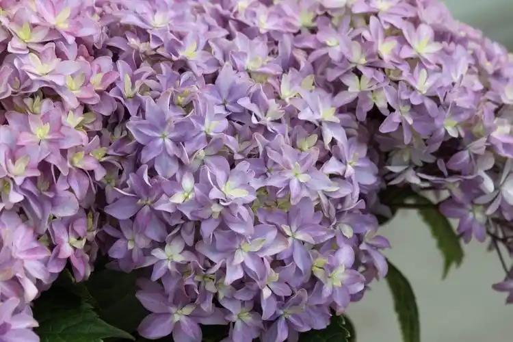 绣球-你我的灵感