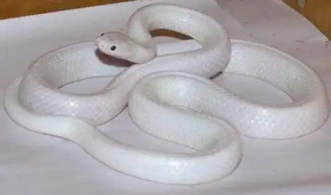 分享了一条蛇,纷纷引起众人膜拜,因为这条蛇全身是白色的,是一条白蛇