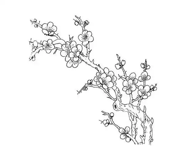 冬天的梅花简笔画