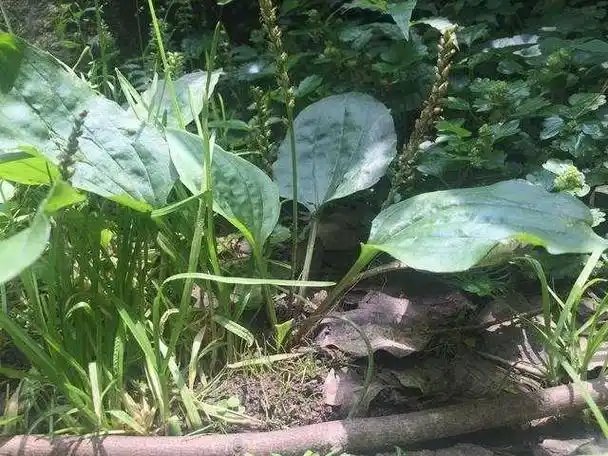 关键是,可以利尿的中草药有很多,车前草为什么成为治疗痛风的灵丹妙药